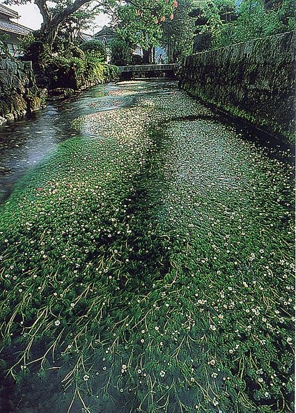 バイカモのライトアップ