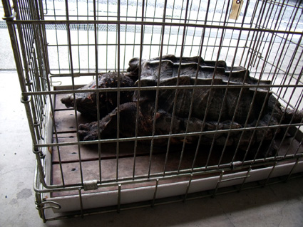 甲賀市甲南町の川で北米原産のワニガメ