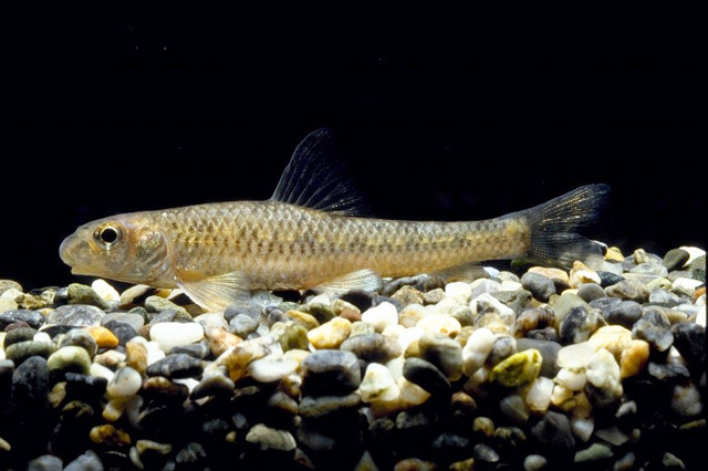 滋賀の地名にちなんだ名をもつ魚・ゼゼラ