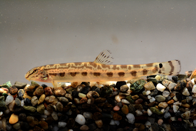 琵琶湖博物館 日本でもっとも珍しい魚