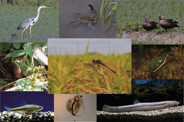 琵琶湖博物館「おこめ」の企画展が好評開催中