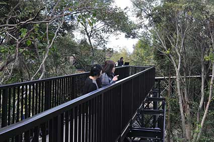 「樹冠トレイル」が完成