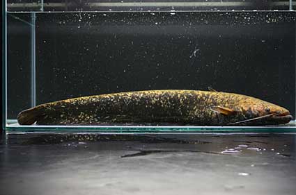 琵琶湖博物館 57年ぶりに新種のナマズを発見