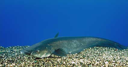 琵琶湖固有種の歴史に迫る