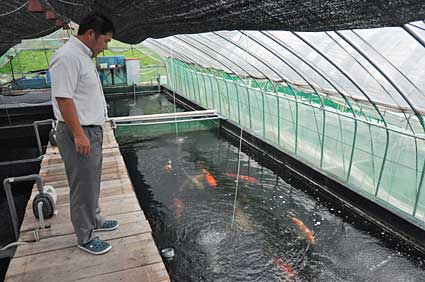 鯉の大量死はなぜ起こったのか