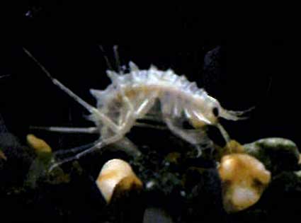 バイカルヨコエビ 赤ちゃん展示