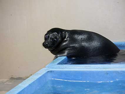 琵琶湖博物館 バイカルアザラシ「トント」死亡