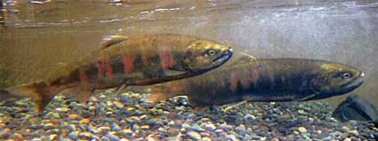 ビワマスの産卵見られますよ