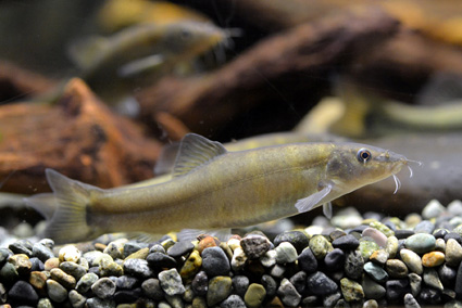 『大どじょう展』