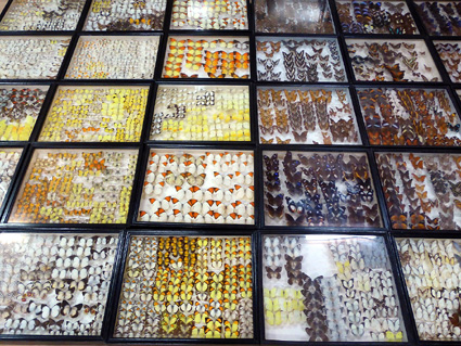 布藤氏が琵琶湖博物館に