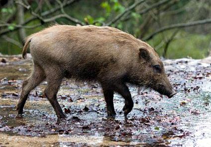 河川管理不足でイノシシ出没