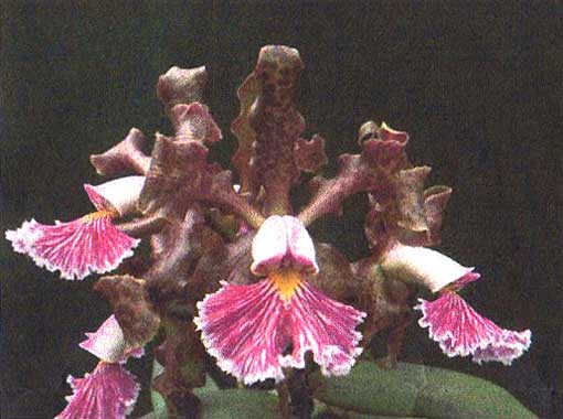 野洲市で“春の蘭展”