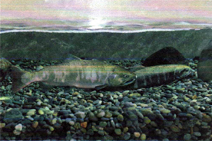 琵琶湖博物館・水族展示　固有種ビワマスが登場！