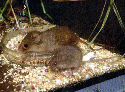 カヤネズミの赤ちゃん生まれる