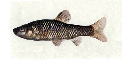 絶滅危惧種「ウシモツゴ」もホッ 52年越しの新種記載!!