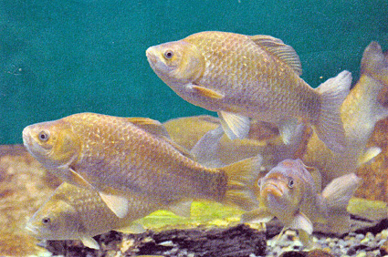 旬の「ヒワラ（寒鮒）」展示中「子まぶし」は絶品