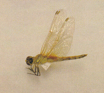 県内で100種目のトンボ発見