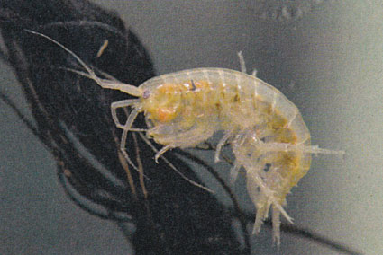 琵琶湖固有種「アナンデールヨコエビ」展示