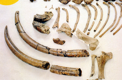 琵琶湖博物館が来月3日から