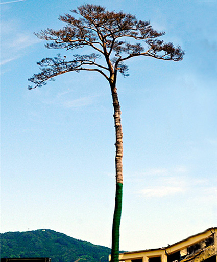 陸前高田 「奇跡の一本松」保存へ