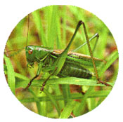 湖国の鳴く虫たち 庭の小さな音楽家