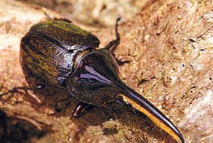 世界の昆虫ハ虫類一堂に