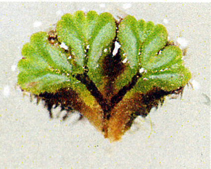 準絶滅危惧種 イチョウウキゴケ