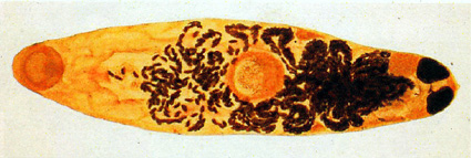 琵琶湖博物館の総合・共同研究で