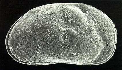 琵琶湖博物館の学芸員がカイミジンコ4種類を発見