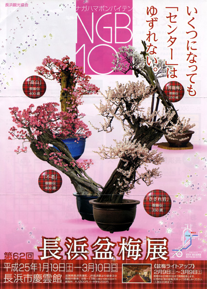 新春の風物詩「長浜盆梅展」