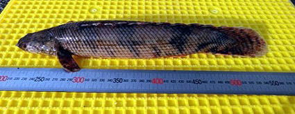 外来魚ポリプテルス捕獲