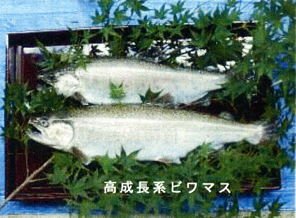 県醒井養鱒場が三倍体技術で