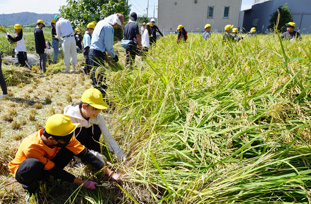 たんぼのこ体験事業 竜王小5年生が稲刈りで汗