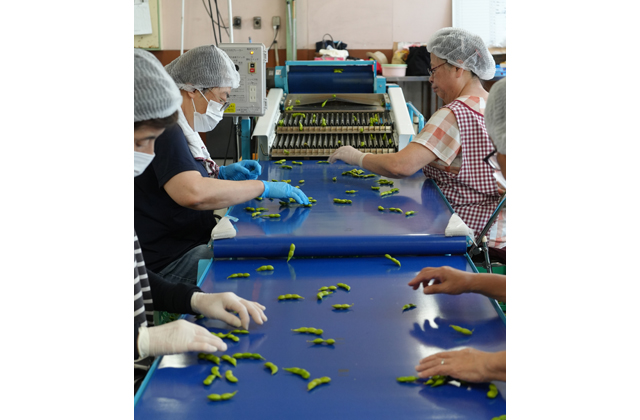 近江黒ダイヤ出荷ピーク　大中の特産品の一つに