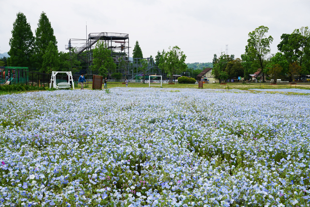 「青いじゅうたん」人気集める ブルーメの丘でネモフィラが見頃