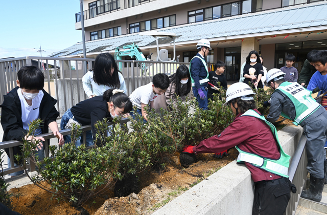 「さつきつつじ」の苗木25本