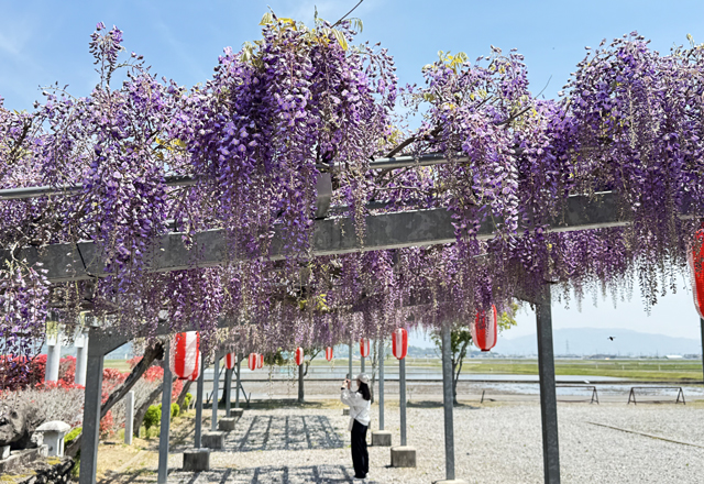今年も見頃迎える