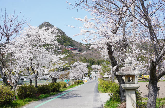 過ぎゆく桜の季節