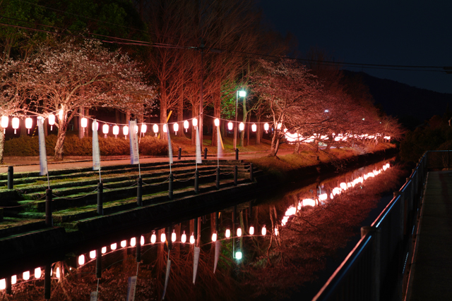 ライトアップ期間を延長 五個荘中央公園