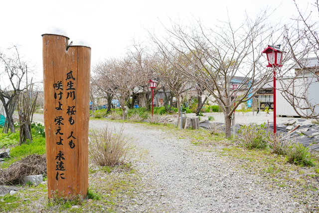 開花もうすぐ 瓜生川 桜まつり