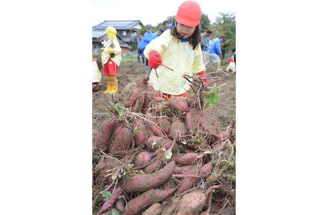 収穫って楽しい 各地でイモ掘り体験