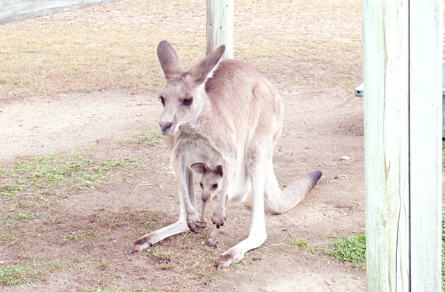 カンガルーがダブル出産 滋賀農業公園ブルーメの丘