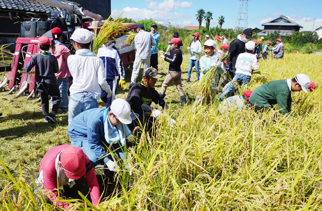 実りの秋　御園小5年生が稲刈りで汗