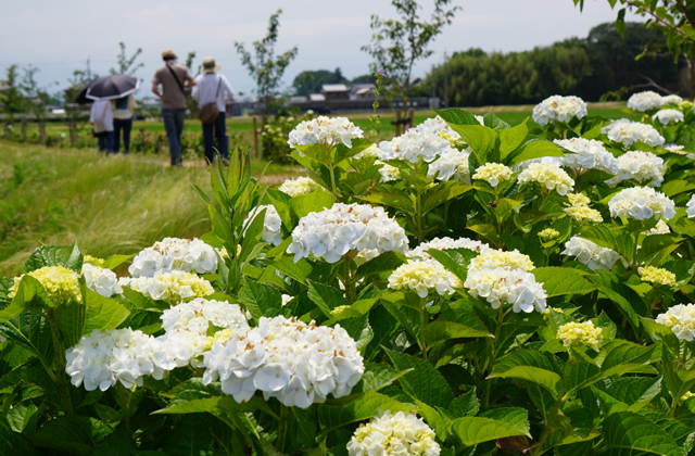 1400株のアジサイ見ごろ