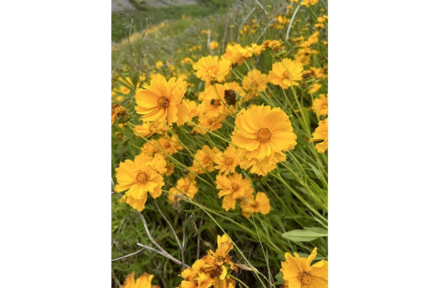 庭に咲いていませんか