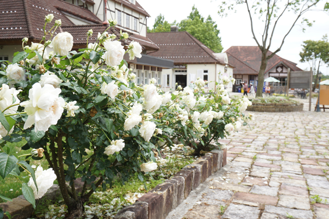 滋賀農業公園ブルーメの丘 大輪の春バラが見頃