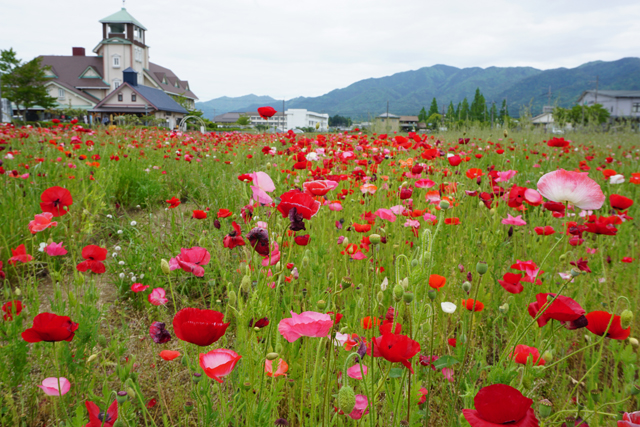 真っ赤なポピー10万本、見ごろ迎える