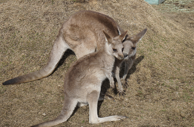 滋賀農業公園ブルーメの丘 カンガルーの赤ちゃん誕生
