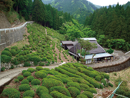 《特集》頑張ってます!地域おこし協力隊員　政所茶の魅力と継承