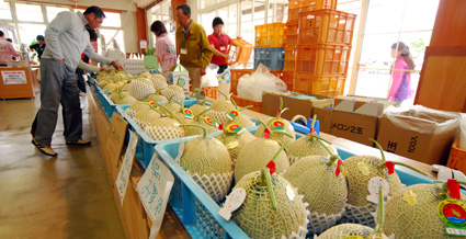 今年も「メロンまつり」上岸本温室組合